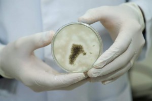 Imagem da notícia - Fungos endofíticos isolados de plantas Amazônicas têm potencial para produção biossurfactantes