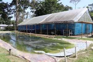 Imagem da notícia - Com apoio da Fapeam, Embrapa Amazônia Ocidental inaugura laboratório de nutrição e saúde de peixes