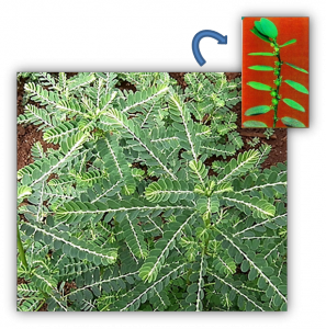 Imagem da notícia - Estudo investiga uso de substâncias isoladas da planta medicinal “quebra-pedra” no combate à doença de Chagas e a leishmaniose cutânea