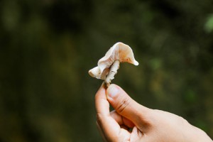 Imagem da notícia - Entrevista- Pesquisadora fala sobre estudos com cogumelos comestíveis da Amazônia
