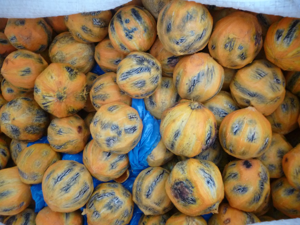 caroço tucumã