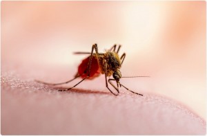 Imagem da notícia - Estudo científico busca estratégia para conter a proliferação do mosquito transmissor da malária