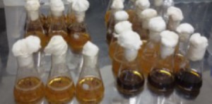 Imagem da notícia - Fungos isolados de frutos amazônicos demonstram potencial para produção de óleos