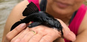 Imagem da notícia - Coleção de peixes regionais recebe modernização para preservação e conservação da biodiversidade