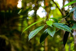 Imagem da notícia - Biodiversa/Fapeam: inscrições seguem abertas para Programa de apoio a pesquisas de conservação e uso sustentável da biodiversidade amazônica