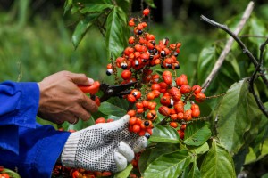 COLHEITA DE GUARANA