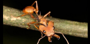 Imagem da notícia - Programa do Governo do Amazonas apoia a criação de exposição digital da Casa da Ciência, do Inpa