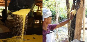 Imagem da notícia - Com apoio da Fapeam, amazonense desenvolve farinha de mandioca orgânica para celíacos e atletas