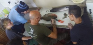 Imagem da notícia - Em Manacapuru, projeto estimula estudantes da rede estadual a produzirem embalagens biodegradáveis com escama de peixes