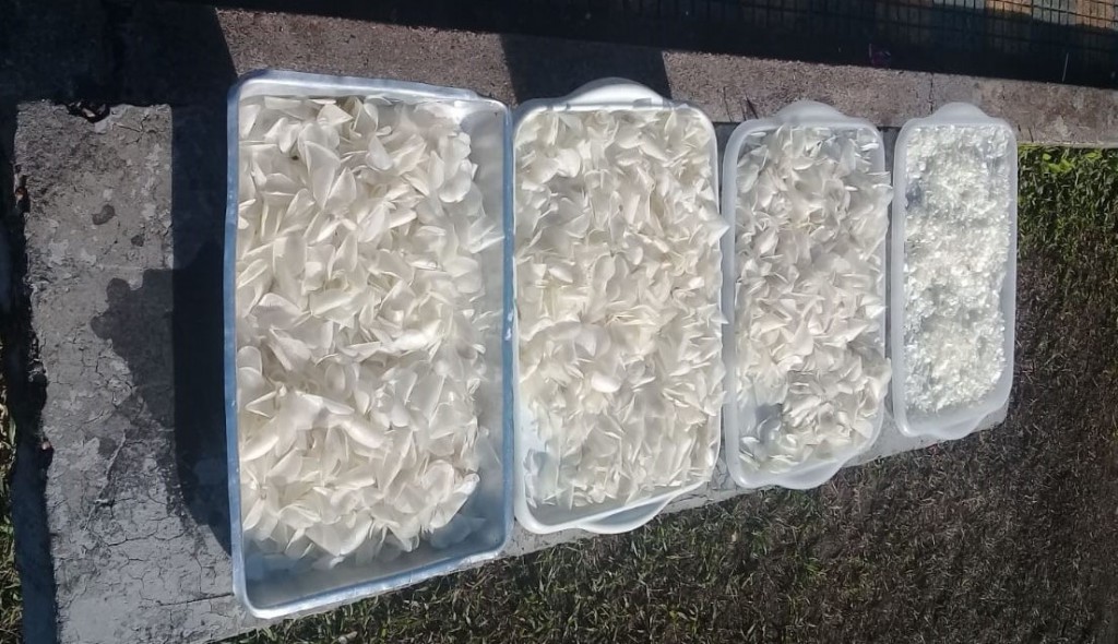 Estudantes produzem embalagens biodegradaveis com escama de peixes- Fotos- Cosme de Carvalho- Arquivo pessoal (8)