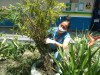 Projeto apoiado pela Fapeam com plantas medicinais-Acervo da professora Aline Fabíola (2)