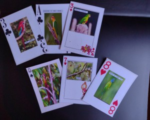 Imagem da notícia - Estudantes de Tefé desenvolvem jogo de cartas inspirados em aves da Amazônia