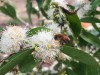 Flores de camu-camu com abelha Melipona seminigra.