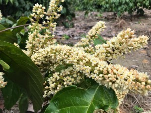 Inflorescências de guaraná