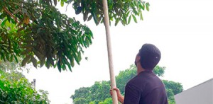 Imagem da notícia - Casca do ingá-cipó pode gerar álcool gel, aponta pesquisa apoiada pelo Governo do Estado   