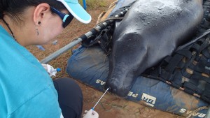 Imagem da notícia - Com apoio do Governo do Amazonas estudo monitora mamíferos aquáticos em risco de extinção