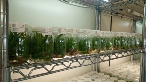 Imagem da notícia - Acervo de germoplasmas vegetais do CBA recebe informatização do Governo do Amazonas