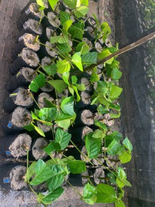 Imagem da notícia - Estudo busca alternativa para baratear produção de mudas de guaraná no AM 