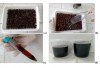 Etapas de produção do extrato de polpa de açaí.