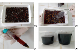 Imagem da notícia - Pesquisa apoiada pelo Governo do AM utiliza frutos amazônicos na produção de materiais com aplicações biomédicas