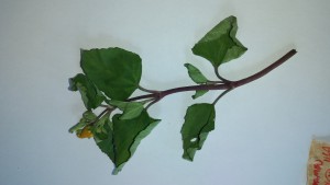 Imagem da notícia - Governo do AM incentiva pesquisa sobre plantas medicinais em comunidades tradicionais do Médio Solimões