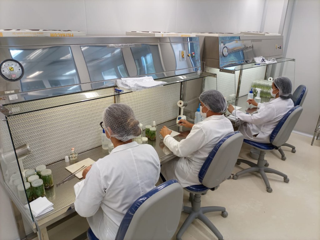 Manipulação de material vegetal para cultivo in vitro. Foto - Acervo doutora Simone da Silva