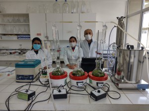 Imagem da notícia - Planta conhecida como `óleo elétrico´ pode ser alternativa de renda no interior, aponta pesquisa apoiada pelo Governo do AM