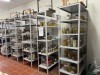 Coleção de peixes do laboratório de Ictiologia da Ufam - Foto acervo pesquisadora Kedma Cristine Yamamoto