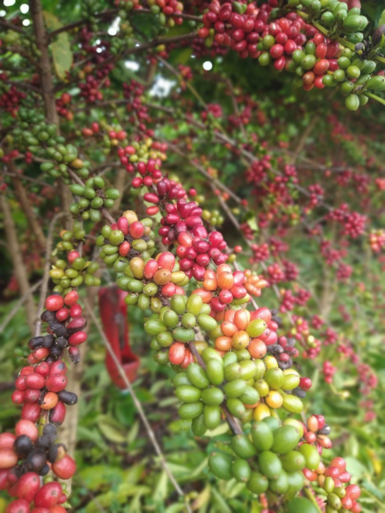 Cafeicultura 1- Fotos Fábio Medeiros Ferreira - Arquivo Pessoal do pesquisador