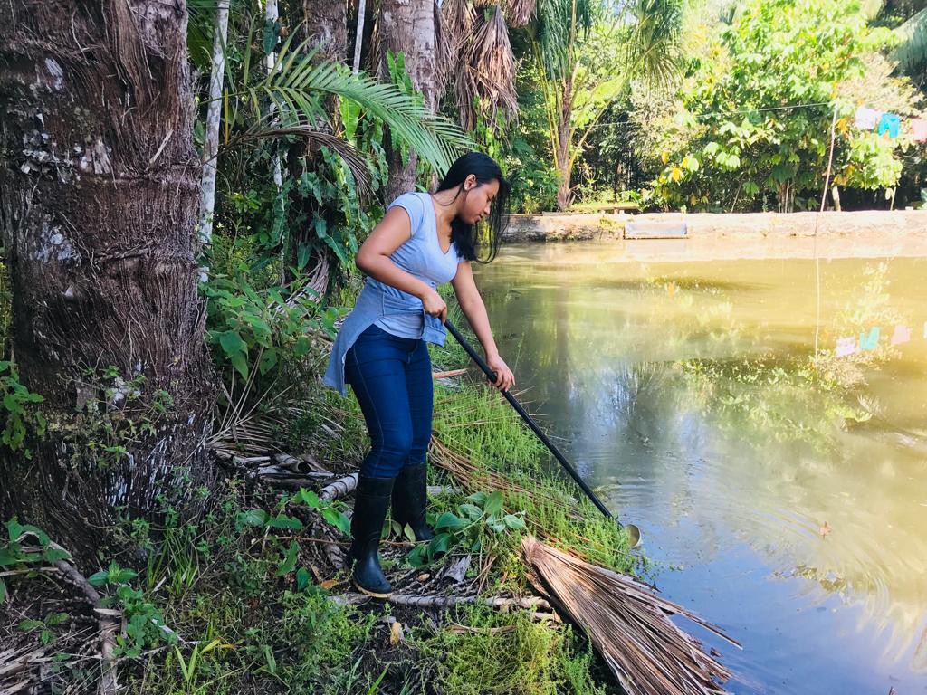 Coletas de larvas de Anopheles darlingin no entorno de Manaus