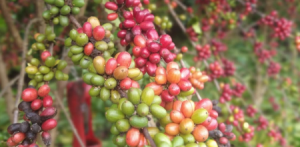 Imagem da notícia - Estudo avalia o desempenho produtivo da cafeicultura no Amazonas