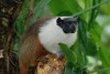Exemplar adulto de Saguinus bicolor, o sauim-de-coleira. Foto. Acervo Marcelo Gordo (1)