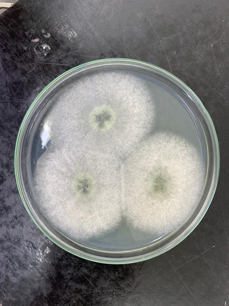 Fapeam Linhagem de Trichoderma. Foto. Hector Koolen