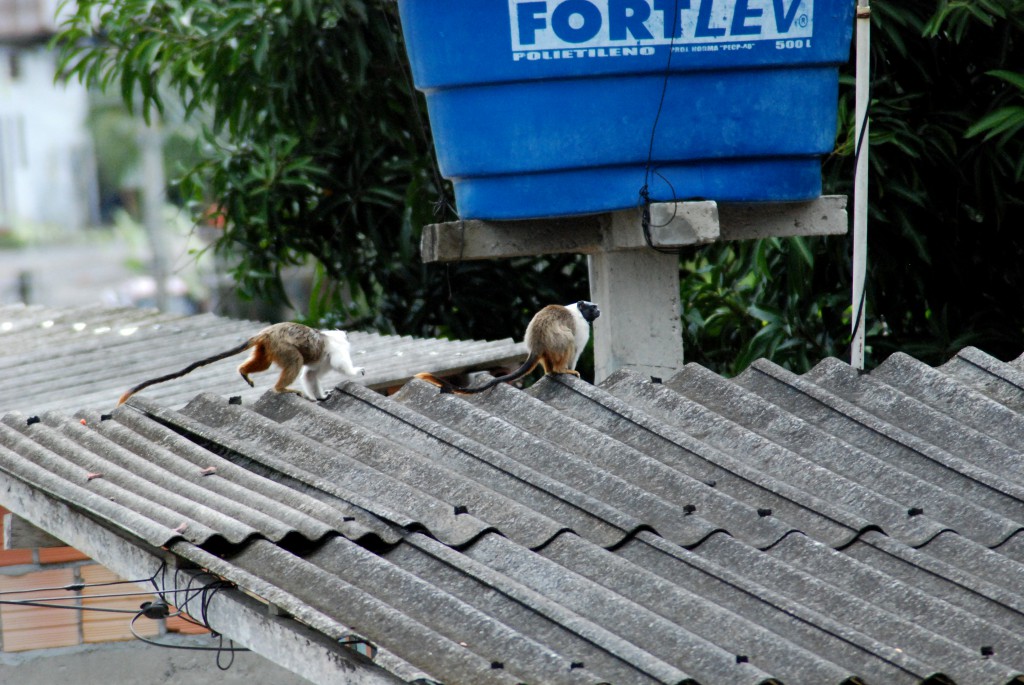 Grupo de sauins-de-coleira em ambiente urbano, próximo às pessoas. Foto. Acervo Marcelo Gordo(1)