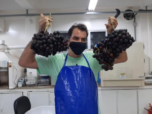Imagem da notícia - Pesquisa desenvolve vinho à base de mapati, fruta conhecida como uva-da-Amazônia