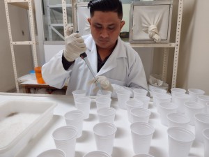 Imagem da notícia - Bactérias amazônicas apresentam potencial para controlar mosquitos transmissores da dengue e da malária