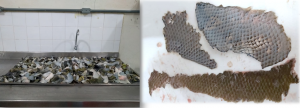 Imagem da notícia - Pesquisa reaproveita resíduos de peixes amazônicos para extração e produção de colágenos e gelatinas