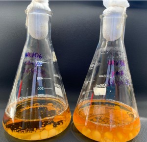 Imagem da notícia - Pesquisa identifica extratos de espécie amazônica de cogumelo com potencial para auxiliar sistema cardiovascular