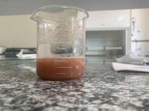 Imagem da notícia - Pesquisa desenvolve fitoterápico à base de fruto amazônico para combater danos causados por veneno de cobra