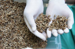 Imagem da notícia - Pesquisa utiliza larvas de inseto como alternativa sustentável para composição de rações para peixes