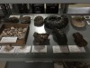 Objetos que integram o acervo de paleontologia do Museu da Amazônia. Foto. Acervo Musa