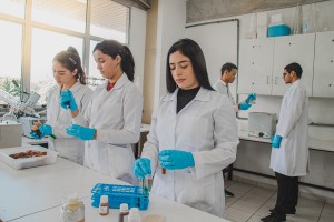 Imagem da notícia - Pesquisa apoiada pelo Governo do Amazonas avalia espécie diferente de mandioca para a produção de etanol no Amazonas