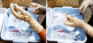Imagem da notícia - Apoiada pela Fapeam, pesquisa estabelece protocolo de saúde para acidentes causados por cobras