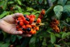 Unidade-Experimental-de-Sistema-Agroflorestal-CAFÉ-E-GUARANÁ-Foto-Divulgação