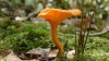 FAPEAM. ESPÉCIE DE COGUMELO NA RESERVA TEM O NOME DE CANTHARELLUS GUYANENSIS. FOTO. ACERVO WILLIAM MAGNUSSON