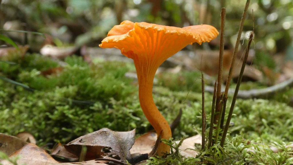 FAPEAM. ESPÉCIE DE COGUMELO NA RESERVA TEM O NOME DE CANTHARELLUS GUYANENSIS. FOTO. ACERVO WILLIAM MAGNUSSON