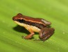 FAPEAM. REGISTRO DE UMA DAS ESPÉCIES DETECTADAS NA PESQUISA. FOTO. ALBERTINA FERREIRA
