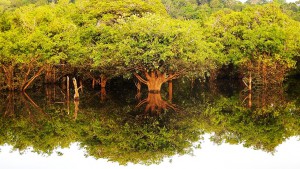 Imagem da notícia - Governo do Amazonas apoia pesquisa para o desenvolvimento do ecoturismo comunitário