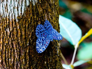 Imagem da notícia - Estudo apoiado pelo Governo do Amazonas pretende criar guia digital para melhorar aprendizado sobre fauna de borboletas
