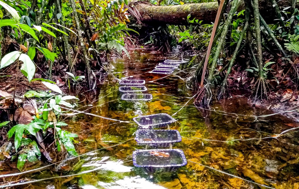Coleta dos Peixes - Fotos Lidia Aguiar da Silva _-3